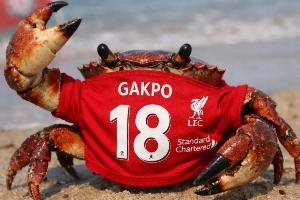 今日趣图：今天请别叫我神秘内切男，我是狼队MVP、右后卫加克波