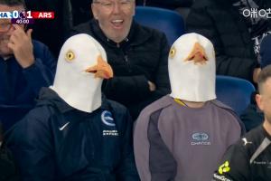 今天有两只！布莱顿vs阿森纳的看台上出现两位球迷带着海鸥头套