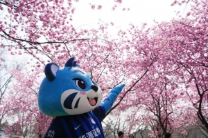 江城樱花季，邀您来看球！