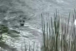 惊魂一刻！詹姆斯和布朗尼打高尔夫时遇到鳄鱼 硬着头皮去捡球